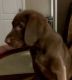 Labrador Retriever Puppies for sale in Spotsylvania County, VA, USA. price: $900