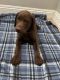 Labrador Retriever Puppies for sale in Moreno Valley, CA 92551, USA. price: $1,000
