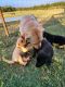 Labrador Retriever Puppies for sale in Waco, TX, USA. price: $200