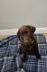 Labrador Retriever Puppies for sale in Moreno Valley, CA 92551, USA. price: NA