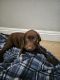 Labrador Retriever Puppies for sale in Moreno Valley, CA 92551, USA. price: NA