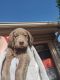 Labrador Retriever Puppies for sale in Des Moines, IA, USA. price: $800