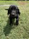Labrador Retriever Puppies for sale in Bedford, VA 24523, USA. price: $600