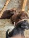 Labrador Retriever Puppies for sale in Hartsville, TN 37074, USA. price: $650