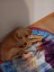 Labrador Retriever Puppies for sale in Springfield, MO, USA. price: $100