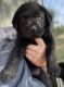 Labrador Retriever Puppies for sale in Stanley, VA 22851, USA. price: $800