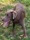 Labrador Retriever Puppies for sale in Inwood, WV, USA. price: NA