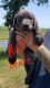 Labrador Retriever Puppies for sale in Newton, IA 50208, USA. price: NA