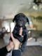 Labrador Retriever Puppies for sale in Lincoln, NE, USA. price: NA