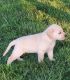 Labrador Retriever Puppies for sale in Peru, IN 46970, USA. price: NA
