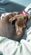 Labrador Retriever Puppies for sale in Jensen Beach, FL 34957, USA. price: NA
