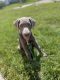Labrador Retriever Puppies for sale in Flat Rock, MI, USA. price: $3,500