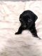 Labrador Retriever Puppies for sale in Parsons, TN 38363, USA. price: NA