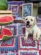 Labrador Retriever Puppies for sale in Maysville, GA 30558, USA. price: $600