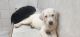 Labrador Retriever Puppies for sale in Jacksonville, FL, USA. price: $700