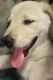 Labrador Retriever Puppies for sale in Olympia, WA, USA. price: $900