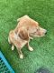 Labrador Retriever Puppies for sale in 222 E Dunbar Ln, Fayetteville, AR 72703, USA. price: $200