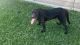 Labrador Retriever Puppies for sale in Wylie, TX, USA. price: NA
