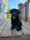 Labrador Retriever Puppies for sale in Perrysburg, NY 14129, USA. price: NA