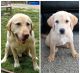 Labrador Retriever Puppies for sale in Milwaukee, WI, USA. price: $2,400