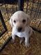 Labrador Retriever Puppies for sale in Alexandria, MN 56308, USA. price: NA