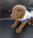Labrador Retriever Puppies for sale in Charlotte, NC 28211, USA. price: $1,000