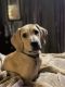 Labrador Retriever Puppies for sale in Thonotosassa, FL 33592, USA. price: $25,000