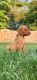 Labrador Retriever Puppies for sale in New Holland, PA 17557, USA. price: $300