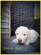 Labrador Retriever Puppies for sale in Sulligent, AL 35586, USA. price: $1,000