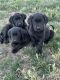 Labrador Retriever Puppies for sale in Richfield, UT 84701, USA. price: $200