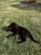 Labrador Retriever Puppies for sale in Fort Worth, TX, USA. price: $1,500