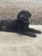 Labrador Retriever Puppies for sale in Dayton, TN 37321, USA. price: $800