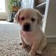 Labrador Retriever Puppies for sale in San Diego County, CA, USA. price: $800