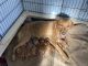 Labrador Retriever Puppies for sale in Armada, MI 48005, USA. price: $1,500
