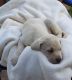 Labrador Retriever Puppies for sale in Battle Creek, MI 49014, USA. price: $100