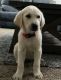 Labrador Retriever Puppies for sale in Moreno Valley, CA, USA. price: $700