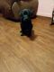 Labrador Retriever Puppies for sale in 10602 Edgewood Dr, Bastrop, LA 71220, USA. price: $250