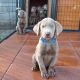 Labrador Retriever Puppies for sale in Merced, CA, USA. price: NA