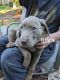 Labrador Retriever Puppies for sale in Yelm, WA, USA. price: $800