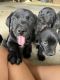 Labrador Retriever Puppies for sale in Boonville, NC 27011, USA. price: $500