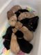 Labrador Retriever Puppies for sale in Wellsburg, WV 26070, USA. price: NA