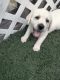 Labrador Retriever Puppies for sale in Rochester, MA 02770, USA. price: $1,800