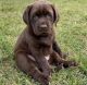 Labrador Retriever Puppies for sale in Washington, DC, USA. price: $800