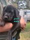 Labrador Retriever Puppies for sale in Dickinson, ND 58601, USA. price: $500