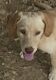 Labrador Retriever Puppies for sale in Gate City, VA, USA. price: NA