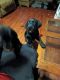 Labrador Retriever Puppies for sale in 10602 Edgewood Dr, Bastrop, LA 71220, USA. price: NA