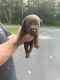 Labrador Retriever Puppies for sale in Lake Luzerne, NY 12846, USA. price: $1,300