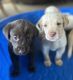 Labrador Retriever Puppies for sale in Gooding, ID 83330, USA. price: NA