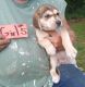 Labrador Retriever Puppies for sale in Wise, VA 24293, USA. price: $50