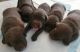 Labrador Retriever Puppies for sale in Fairfield, CA 94533, USA. price: NA